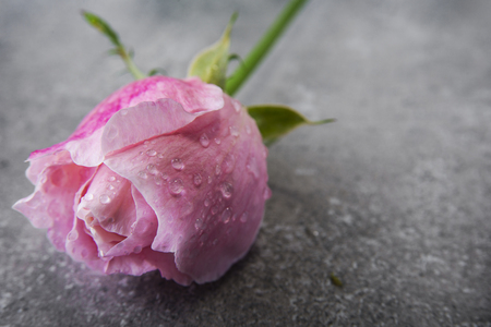 Greeting card with pink rose and fill or empty copy spaceの写真素材
