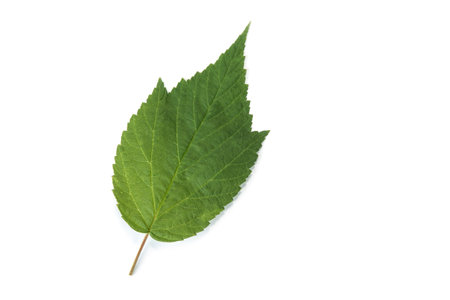 Single green leaf on the white. Life concept