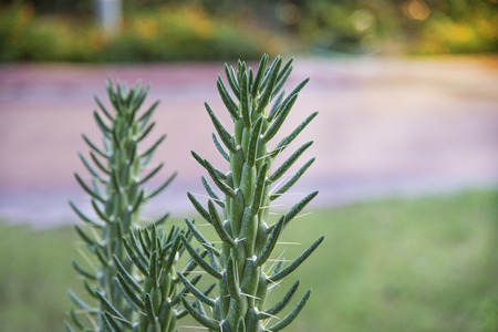 Closeup of cactus in the garden in summerの写真素材