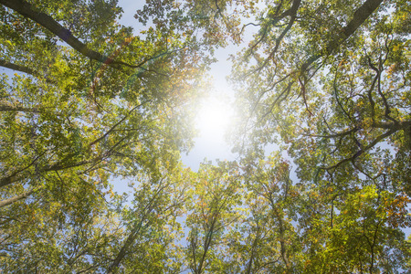 Looking up at the top of the treesの写真素材
