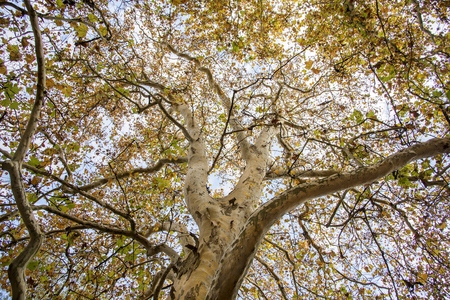 View of the old and big tree, from down to the tree top with green leaves.の写真素材