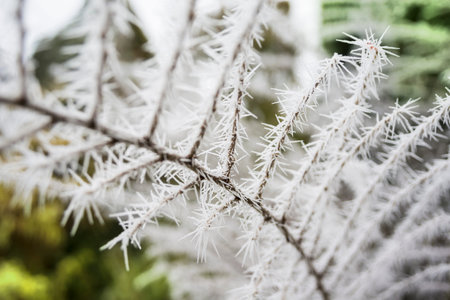 Closeup of frozen brunch in the winter