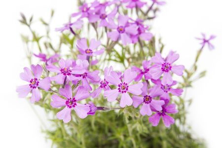 Violet blossom small meadow flowers in the summerの写真素材