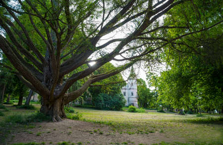 The front of the old castle with the treesの写真素材