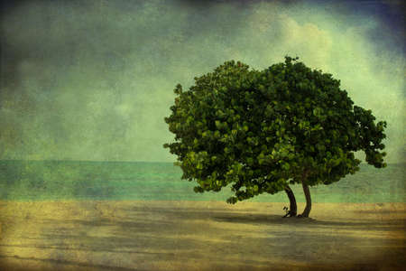 Single tree on a beach on a grunge backgroundの写真素材