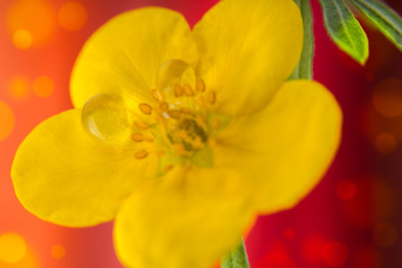 Yellow Buttercup flower. An Abstract nature background