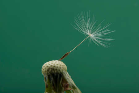 Single seed on the head of a dandelion. Stand out conceptの写真素材