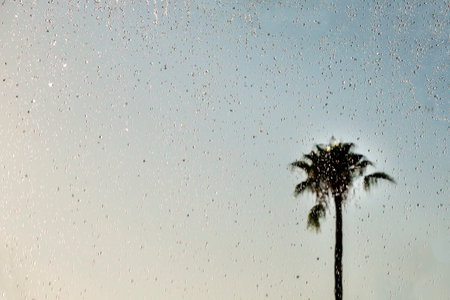Raindrops On The Window On A Rainy Day. Palm tree.の写真素材