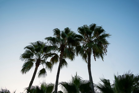 Palm trees over the blue sky.