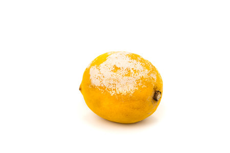 Rotten lemon with a mold on a white backgroundの写真素材