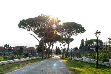 Stone pine tree in the morning by Circus Maximus. Pinus Pineaの写真素材