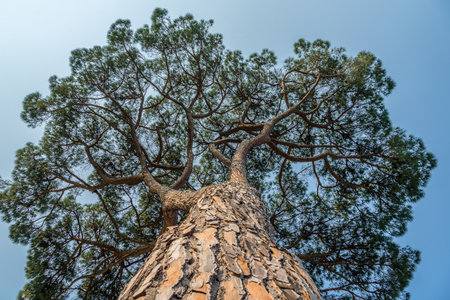Stone pine tree from down in Rome. Italy. Pinus Pineaの写真素材