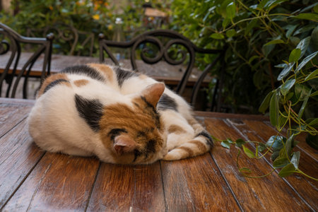 Cat sleeping on the table in Kotor medieval townの写真素材