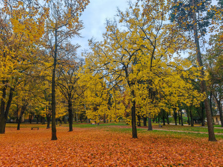 Colorfull park in the fall. Leaves in the grassの写真素材