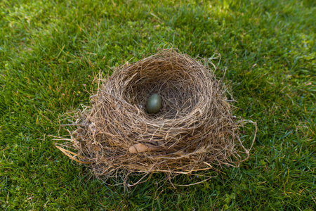 Blackbird (Turdus merula) egg in the nestの写真素材