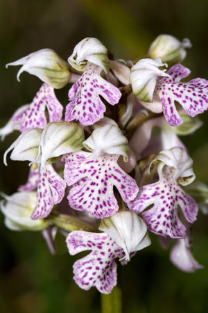 Orchis Lactea is a rare and seasonalの写真素材