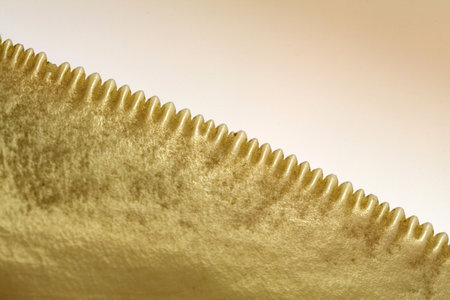 Megalodon Carchariae, identation of a fossil teeth