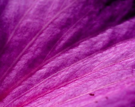 Photo of a petal of ibiscus flowerの写真素材