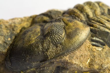 Fossil of trilobite in a stone of Moroccoの写真素材