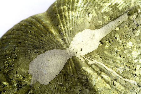 Fossil brachiopod in mineral of pyrite