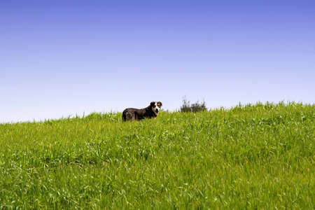 A dog in the grass. Sicilian hinterland.の写真素材