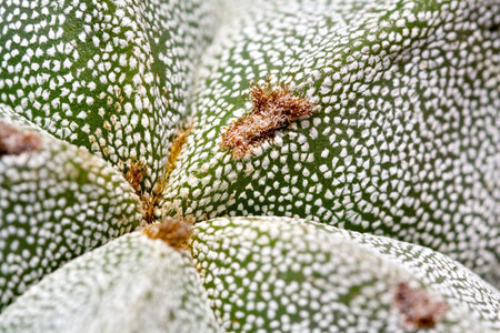 Vegetable detail is a extreme macro of a fat plantの写真素材