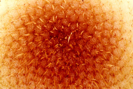 Vegetable background is a interior flowers with seedsの写真素材