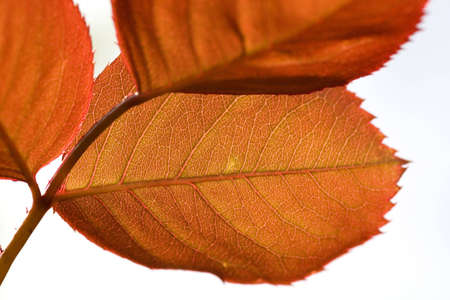 A interesting red leaf in back-light. の写真素材