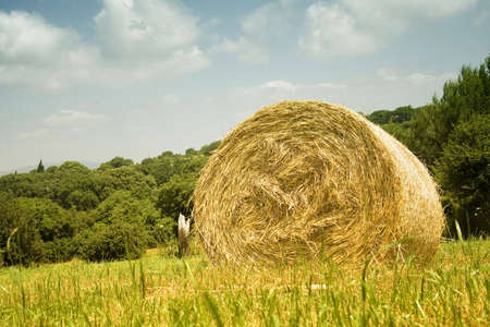 Seasonal sicilian landscape. Visible the ball hay.の写真素材