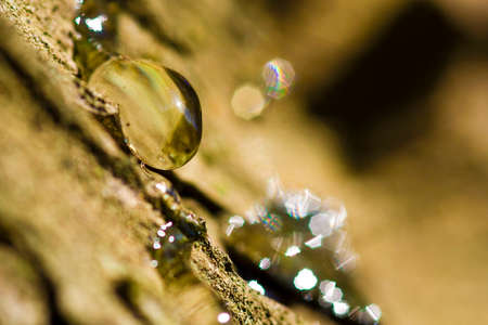 A macro photography of an resin drop on a pine treeの写真素材