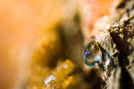 A macro photography of an resin drop on a pine treeの写真素材