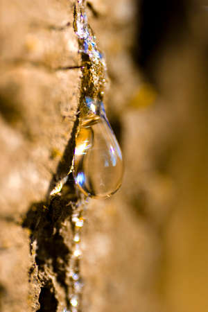 A macro photography of an resin drop on a pine treeの写真素材