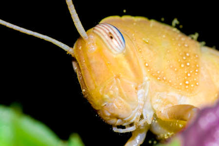 Extreme macrophotography of an cricket on flowerの写真素材
