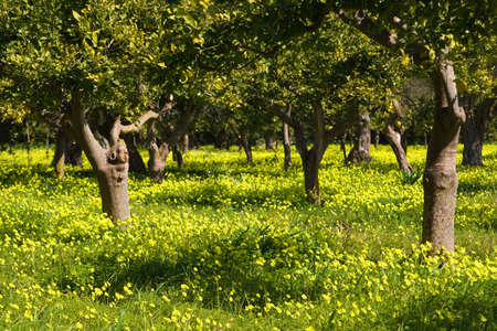 Typical spring rural landscape in the sicilian hinterland. Sicily, Syracuse, Italy.の写真素材