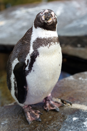 Portrait of a penguinの写真素材