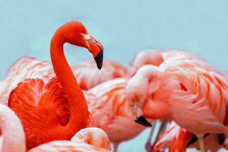 Red and pink flamingos on blue background. Copyspace for textの写真素材