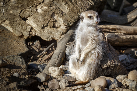 Meerkat sits among the stonesの写真素材