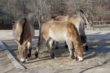 Przewalski's horses graze in an aviaryの写真素材