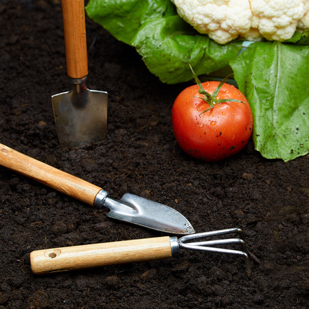 The shovel and rake lie on the ground next to fresh vegetables. Growing fruits and vegetablesの写真素材