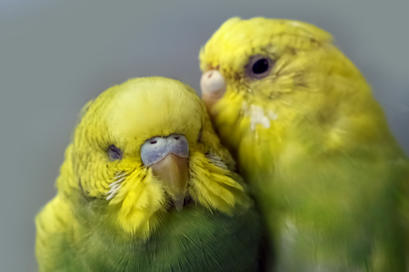 Two parakeets. One parrot says to the other earの写真素材