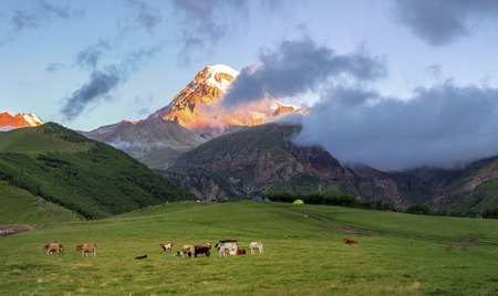 Mountains at dawn, snow-covered hat illuminated by the sun, Georgia, Kazbek. Mountains at dawn, snow-covered hat illuminated by the sun, Georgia, Kazbek. Cows graze on the slopes of mount Kazbekの写真素材
