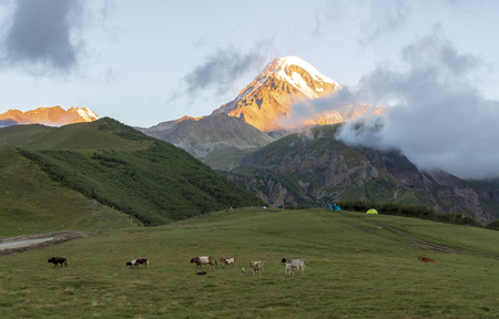 Mountains at dawn, snow-covered hat illuminated by the sun, Georgia, Kazbek. Mountains at dawn, snow-covered hat illuminated by the sun, Georgia, Kazbek. Cows graze on the slopes of mount Kazbekの写真素材