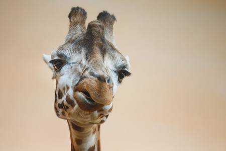 Portrait of a giraffe, giraffe head large.の写真素材