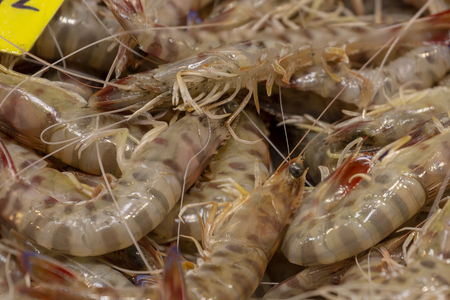 Fresh seafood: Lots of fresh shrimp, macrophotographyの写真素材