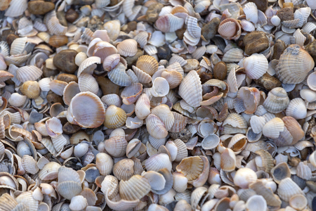 Seashells on the beachの写真素材