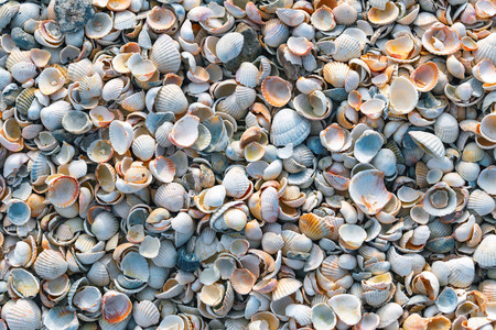 Seashells on the beachの写真素材