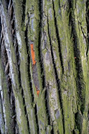 tree bark texture, deep cracks, background close upの写真素材