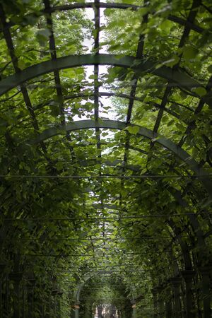 alley through the arch with green plants in parkの写真素材