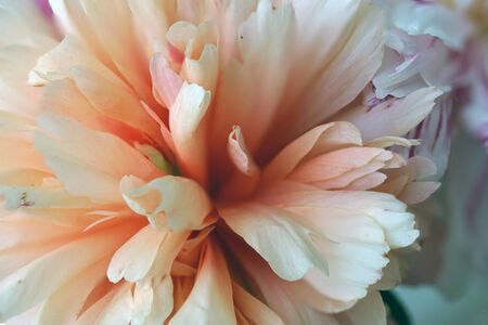 big pink yellow flower close up, faded. backgroundの写真素材