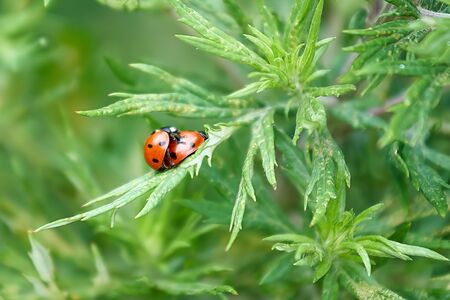 Ladybugs making love, macro shot, green backgroundの写真素材
